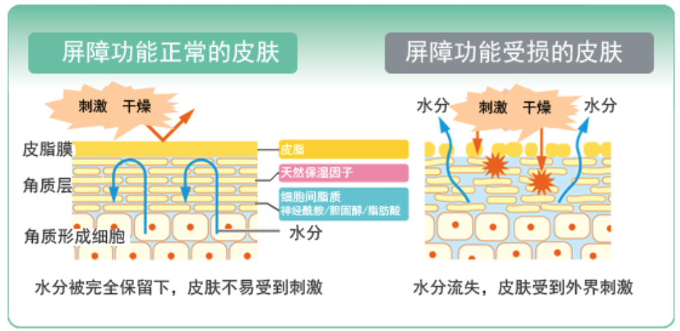 干、癢、紅、腫？別慌涂護膚品，先看看皮膚屏